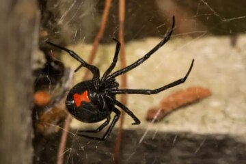 The Real Reason Black Widow Spiders Appear So Often in Florida Yards