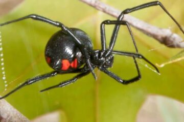 Black Widows in Illinois Garages: Hidden Danger Around Homes