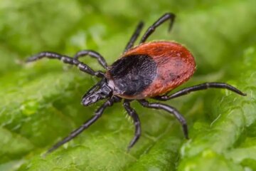 New York Blacklegged Ticks: Tiny Bugs With Serious Disease Risk