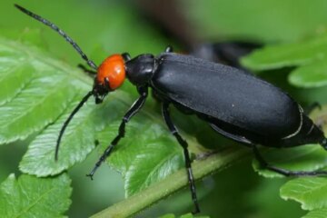The Overlooked Risk of Blister Beetles in Ohio Gardens