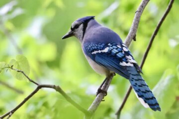 2 Types of Jays in Wisconsin (With Pictures and Identification)