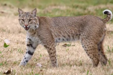 4 Types of Wild Cats in North Carolina (Pictures and Identification)