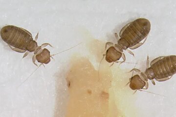 What Texas Homeowners Don’t Know About Booklice on Walls