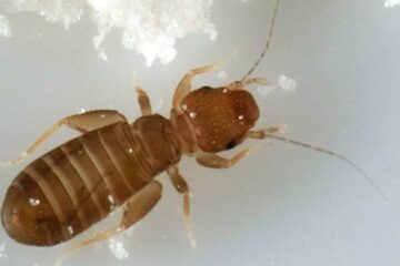 Why Booklice Appear in Florida Homes With High Humidity