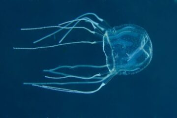 Venomous Marine Life in Hawaii Tourists Rarely Expect