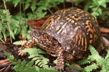 The Hidden Reason Box Turtles Appear Near Homes in North Carolina