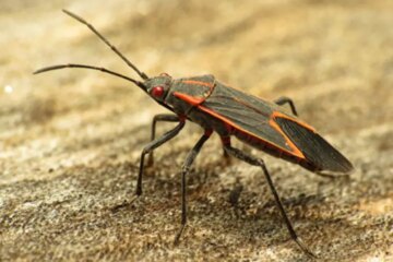 Why Boxelder Bugs Enter Minnesota Homes in Large Numbers