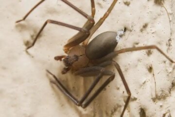 Brown Recluse in Tennessee: Silent Threat Many Residents Ignore