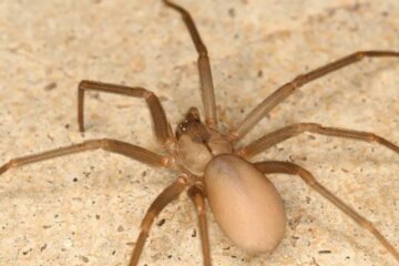 Something Few Realize About Brown Recluse Spiders in California