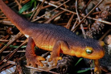 Salamanders in California With Quiet but Powerful Toxins