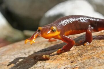 California Toxic Newts: Small Amphibians With Strong Poison