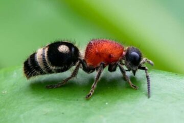 California Velvet Ant “Cow Killer”: Bright Colors With Brutal Stings