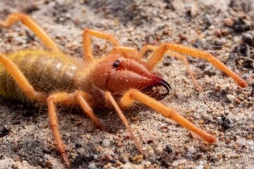 Sunspiders in Texas: Are These Night Creatures Really Dangerous?