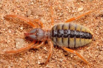 Camel Spiders in Arizona: Fast Desert Creatures That Scare Residents