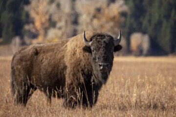 Can Bison in North Dakota Breed with Domestic Cattle?