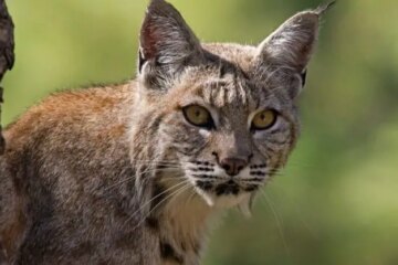 Can Bobcats in Georgia Breed with Domestic Cats?