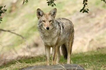 Can Coyotes in California Interbreed with Domestic Dogs?