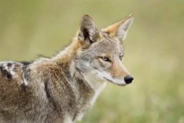 Can Coyotes in Ohio Interbreed with Domestic Dogs?