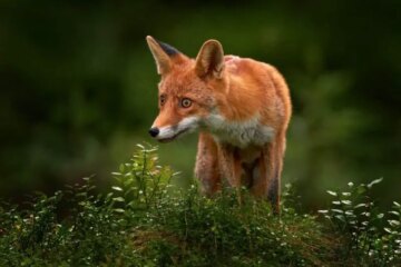 Can Foxes in Indiana Breed with Domestic Dogs?