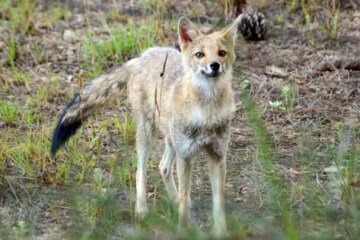 Can Foxes in Kentucky Mate with Domestic Dogs?