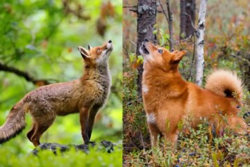 Can Foxes in Pennsylvania Mate with Domestic Dogs?