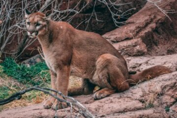 Can Mountain Lions in Arizona Interbreed with Bobcats?