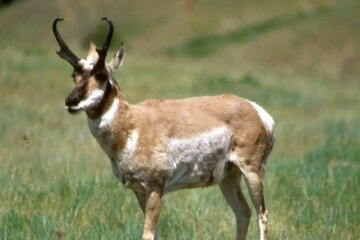 Can Pronghorns in Wyoming Interbreed with Deer?
