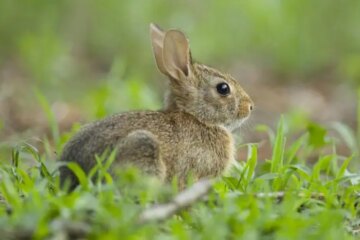 Can Rabbits in North Carolina Breed with Hares?