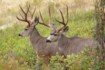 Can White-Tailed Deer in Pennsylvania Breed with Mule Deer?