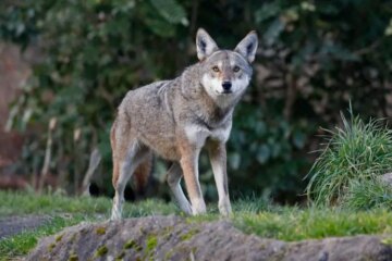 Can Wolves in Idaho Breed with Coyotes, or Is It Mostly a Myth?