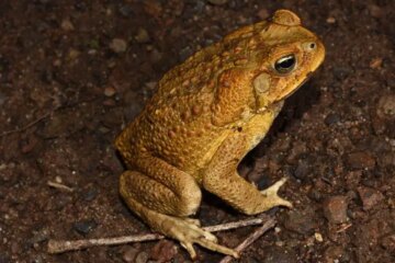 Dangerous Amphibians in Texas Few Residents Know About