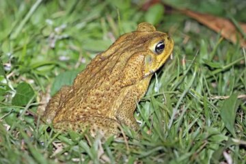 Cane Toads in Florida: The Hidden Threat to Pets and Wildlife