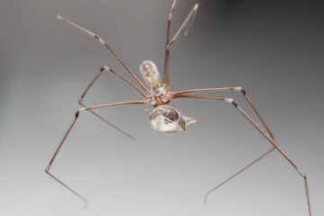 What New Jersey Residents Don’t Realize About Cellar Spiders