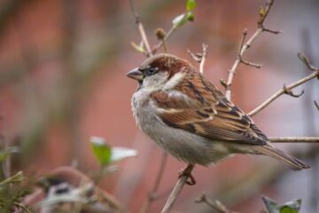 12 Key Characteristics of Sparrows Commonly See in Ohio