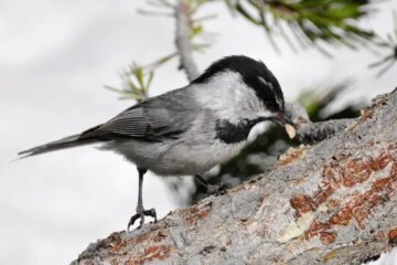 How Chickadees in Vermont Remember Hundreds of Food Caches
