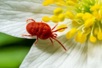 Chiggers in Arkansas: Tiny Bites With Big Reactions