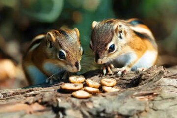 Interesting Food-Hiding Behavior of Ohio Chipmunks