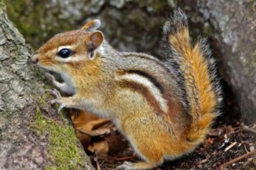 The Smart Food Storage Systems Chipmunks Use in Michigan Winters