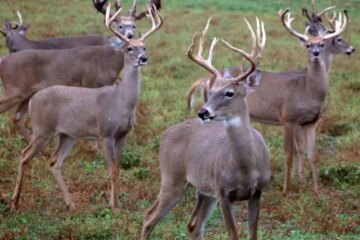 What Cold Snaps Are Doing to Deer Movement Across Wisconsin Farmland