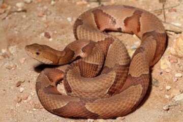 How Dangerous Is Copperhead Venom in South Carolina Backyards?