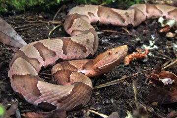 The Hidden Story Behind Copperheads Appearing More in Georgia