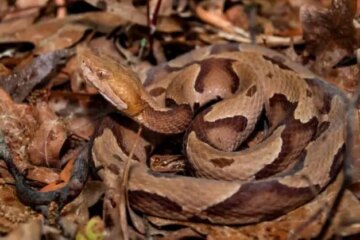 The Surprising Truth About Copperheads in New York’s Rural Edges