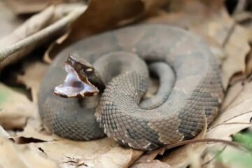 Copperheads in North Carolina: The Truth Most People Don’t Know