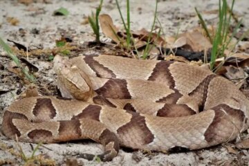 The Truth Few People Know About Copperheads in Texas Communities
