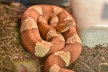 Copperheads in Virginia: The Venomous Snake Many Residents Don’t Notice