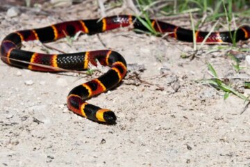 What Most Don’t Know About Coral Snake Venom in Florida