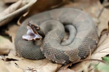 Do Cottonmouths Really Chase People in Arkansas? Secrets Revealed