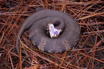 Cottonmouths in Alabama: How Dangerous Are They Really?