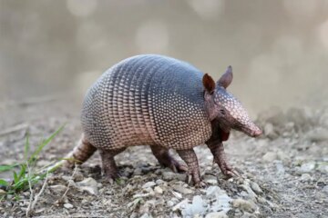 Could Armadillos Ever Spread to California? What Science Says