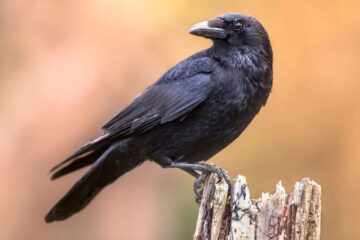 Hidden Communication Behavior of Georgia Crows